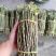 铁皮石斛新鲜条。基地大量供应。现剪现发，保证新鲜