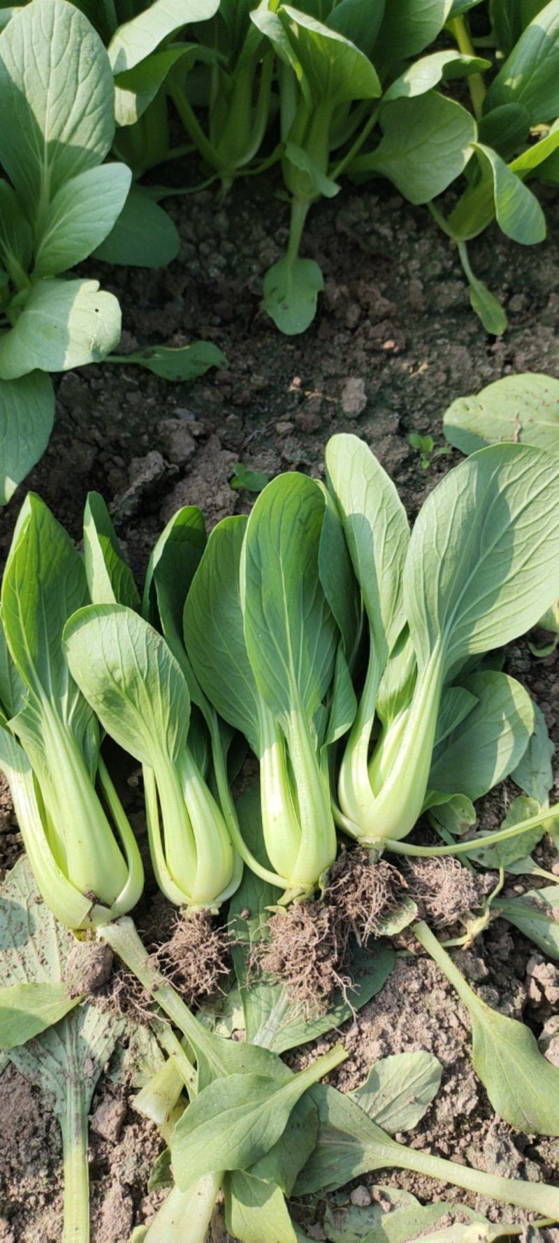 火爆销售山东菏泽曹县小油菜直供基地上海青批发