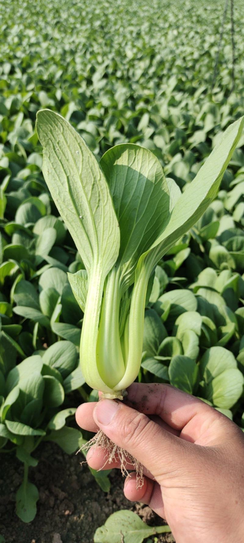 火爆销售山东菏泽曹县小油菜直供基地上海青批发