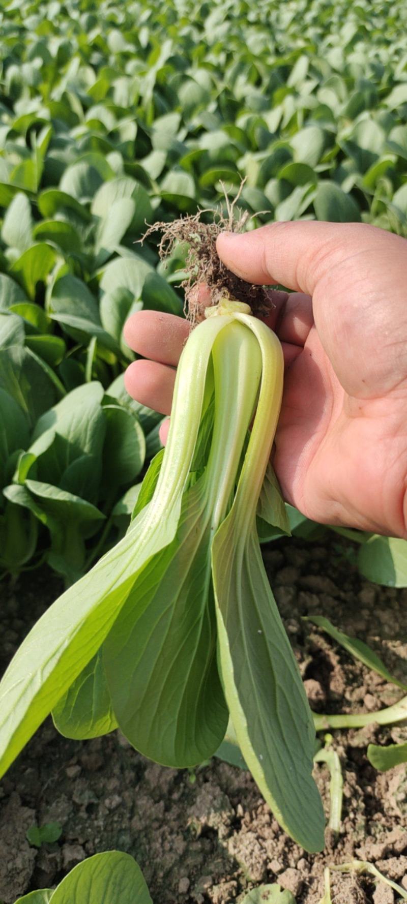 火爆销售山东菏泽曹县小油菜直供基地上海青批发