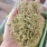 金银花头茬花二花颜色青量大从优手机实拍