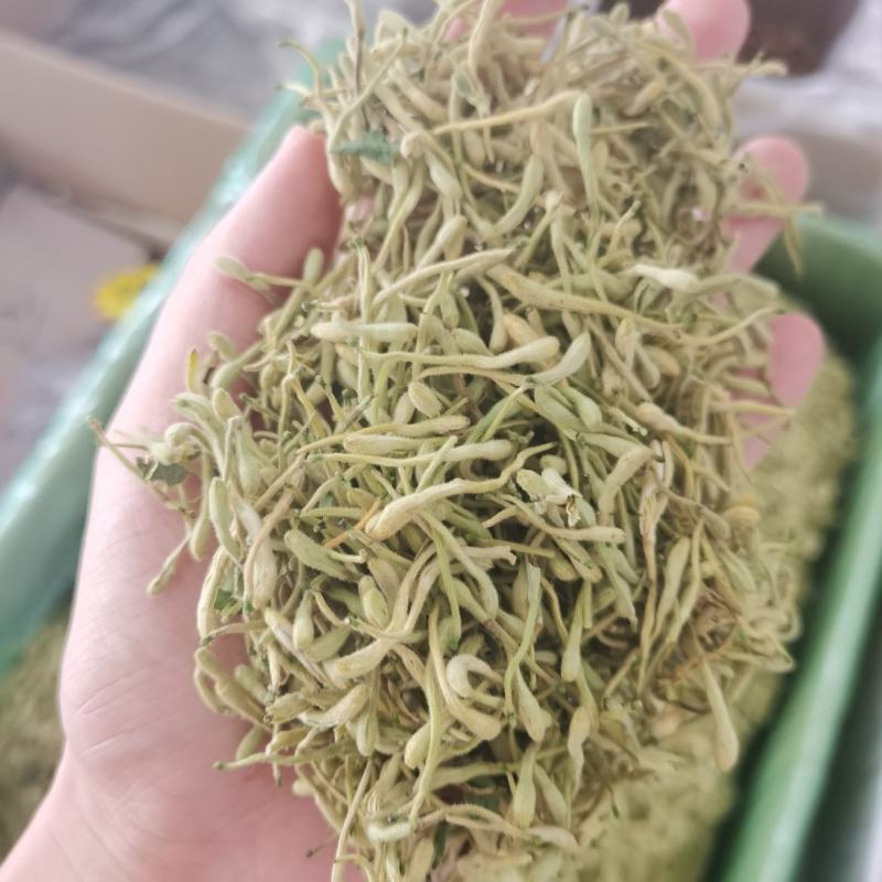金银花头茬花二花颜色青量大从优手机实拍
