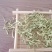 金银花头茬花二花颜色青量大从优手机实拍