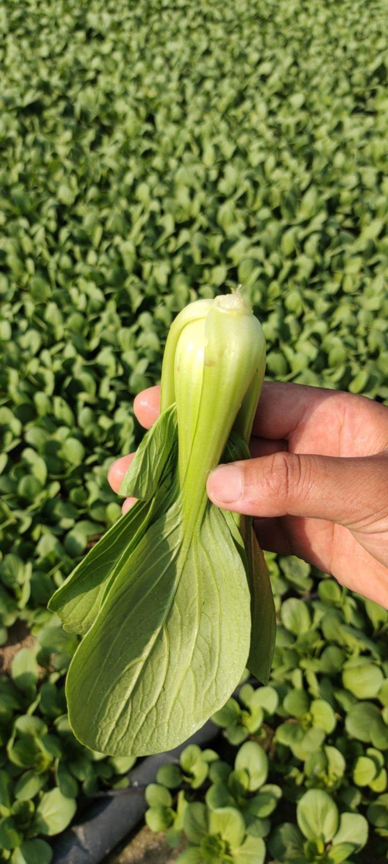 火爆销售山东菏泽曹县小油菜直供基地上海青批发