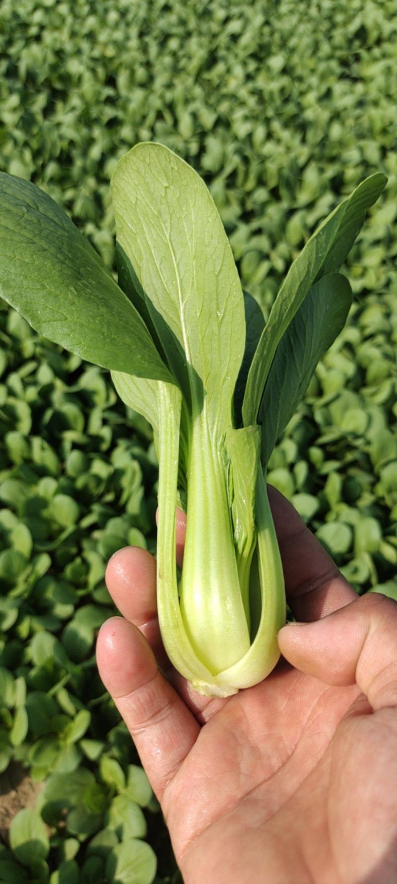 火爆销售山东菏泽曹县小油菜直供基地上海青批发