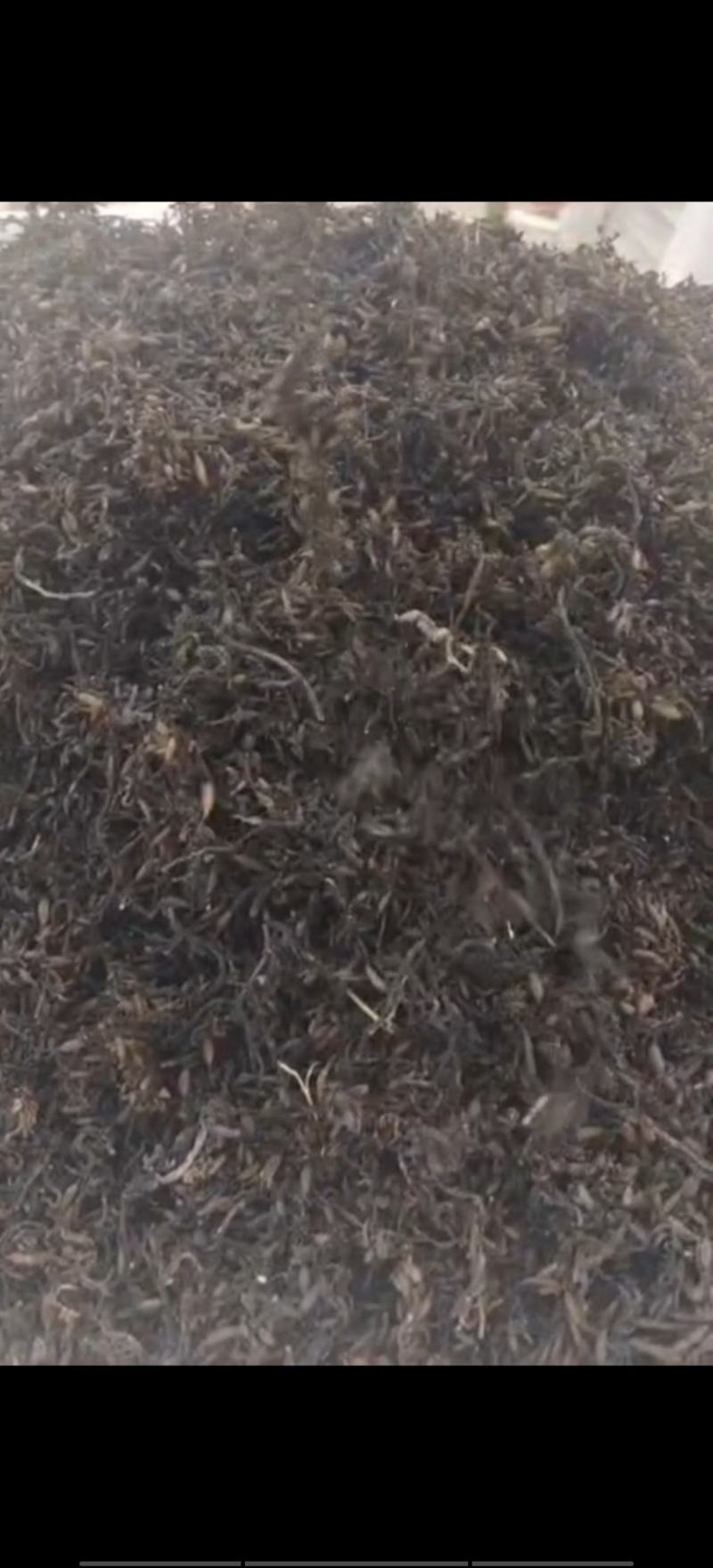 海藻羊栖菜，凉拌，炖汤，自家种植，原产地一手货源