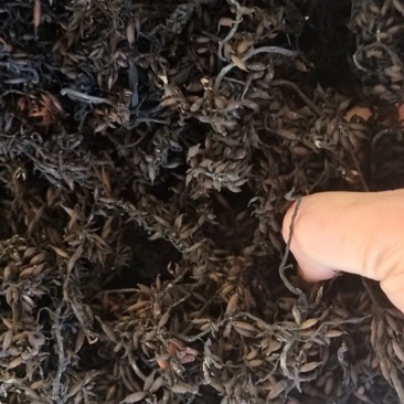 海藻羊栖菜，凉拌，炖汤，自家种植，原产地一手货源