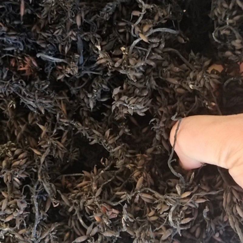 海藻羊栖菜，凉拌，炖汤，自家种植，原产地一手货源
