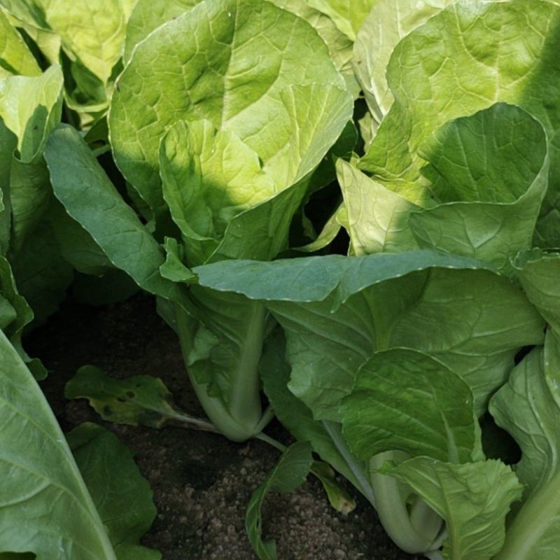 精品快菜奶白菜山东曹县直供批发快菜代办打冷