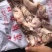 碎肉冷冻猪肉手续齐全品质保障
