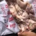 碎肉冷冻猪肉手续齐全品质保障