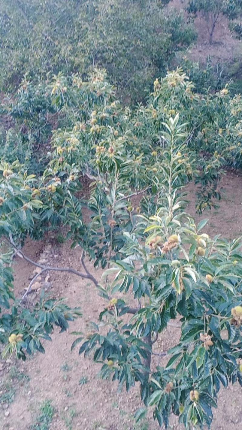 甜过初恋！迁西板栗正宗燕山生板栗3斤5斤油栗毛栗子新鲜