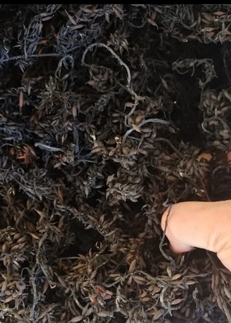 海藻羊栖菜，凉拌，炖汤，自家种植，原产地一手货源