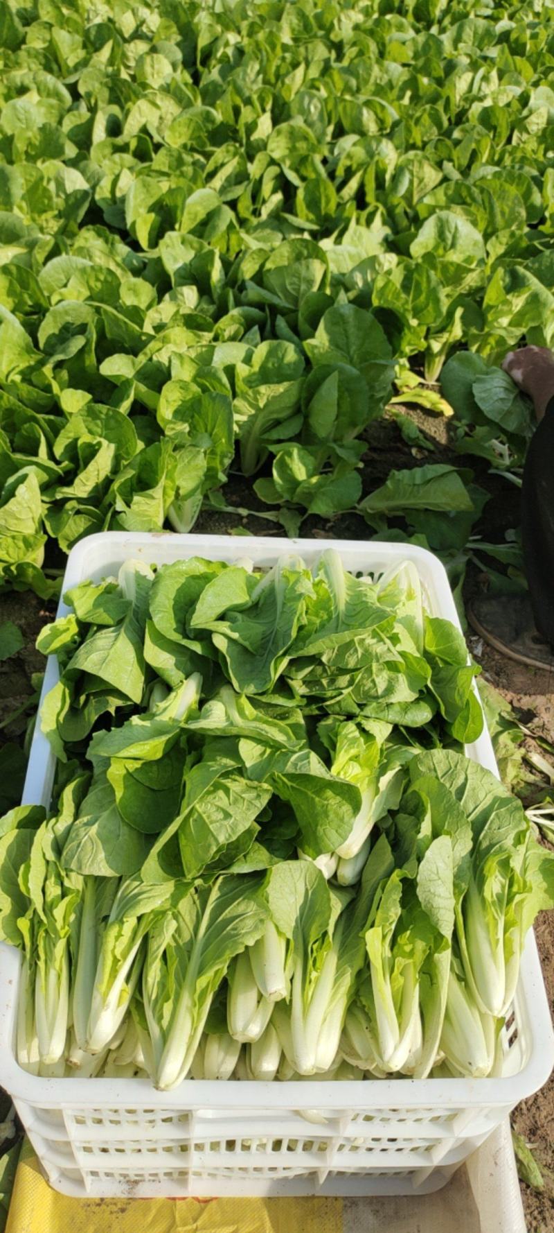 精品快菜奶白菜山东曹县直供批发快菜代办打冷