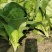 精品快菜奶白菜山东曹县直供批发快菜代办打冷