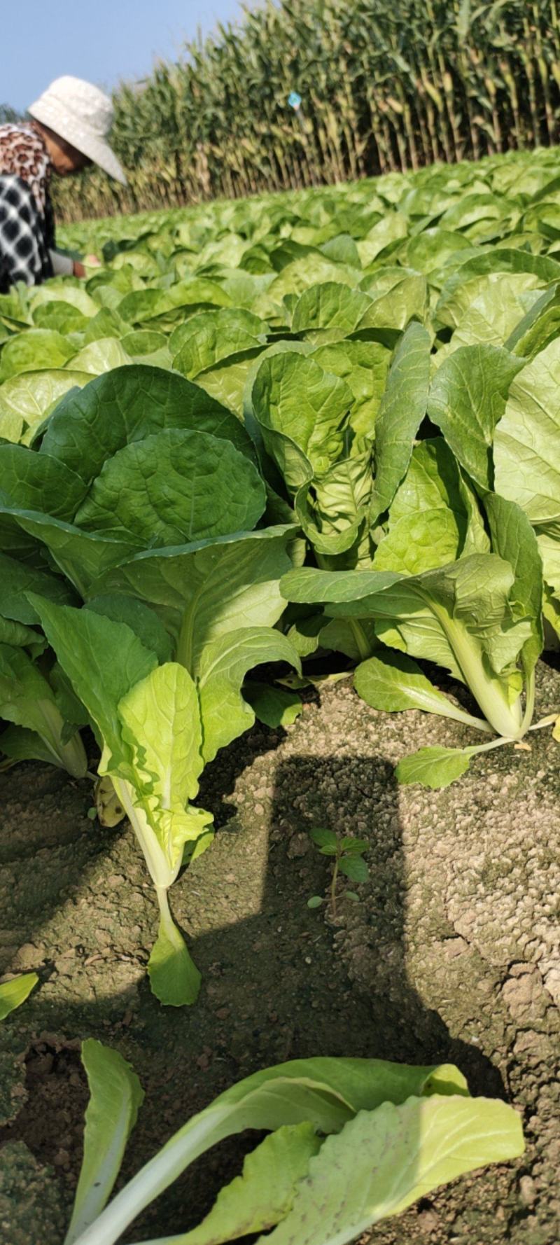 精品快菜奶白菜山东曹县直供批发快菜代办打冷