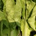 精品快菜奶白菜山东曹县直供批发快菜代办打冷
