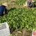 精品快菜奶白菜山东曹县直供批发快菜代办打冷