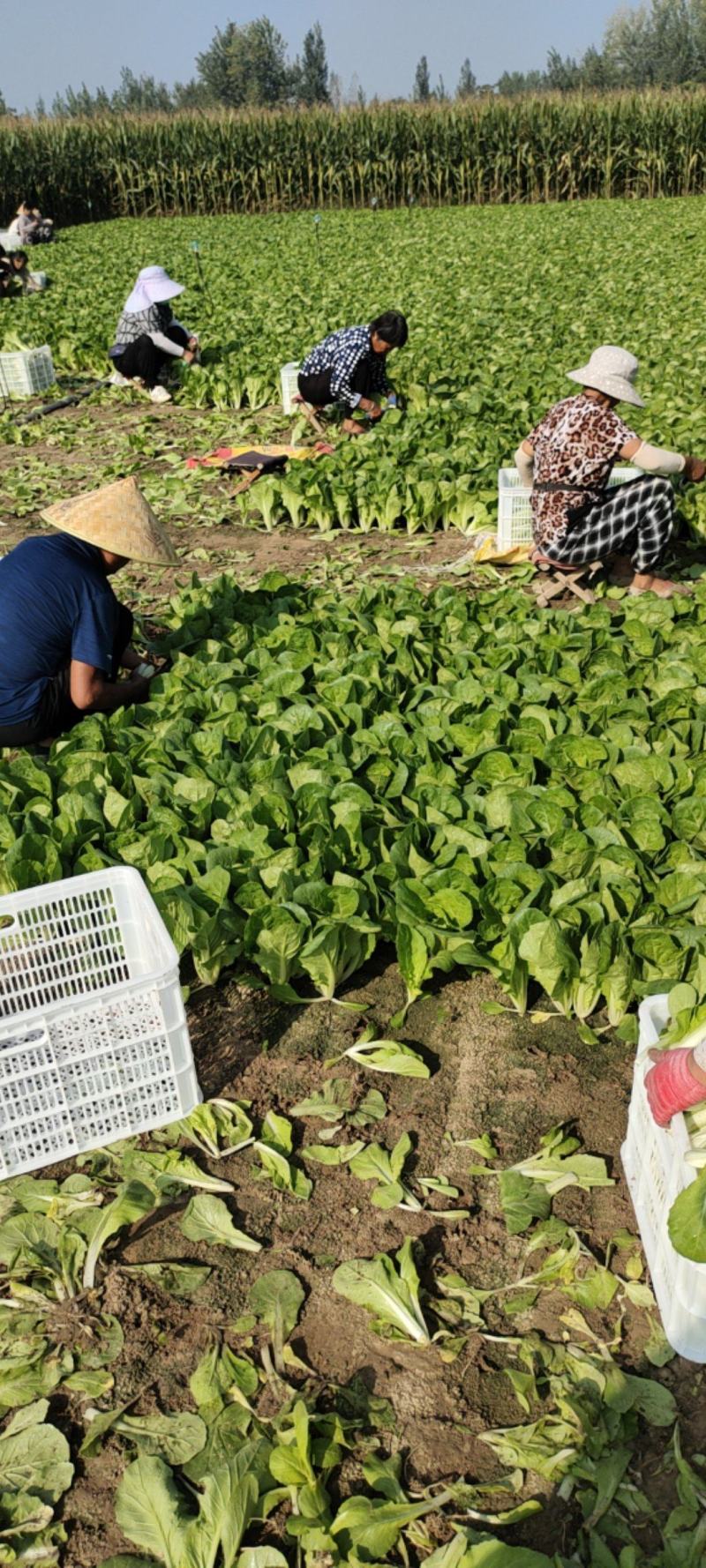 精品快菜奶白菜山东曹县直供批发快菜代办打冷