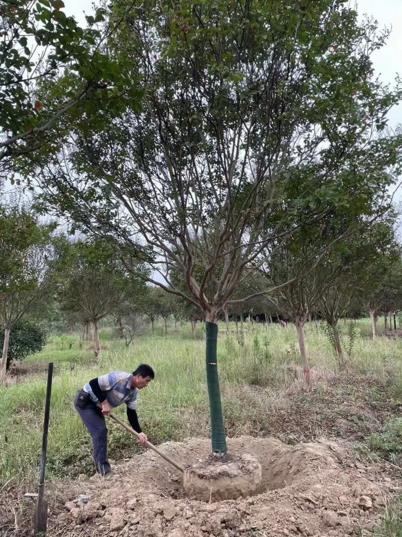 枣树盘龙枣果树5cm-25cm现号现挖基地量大需要咨询我