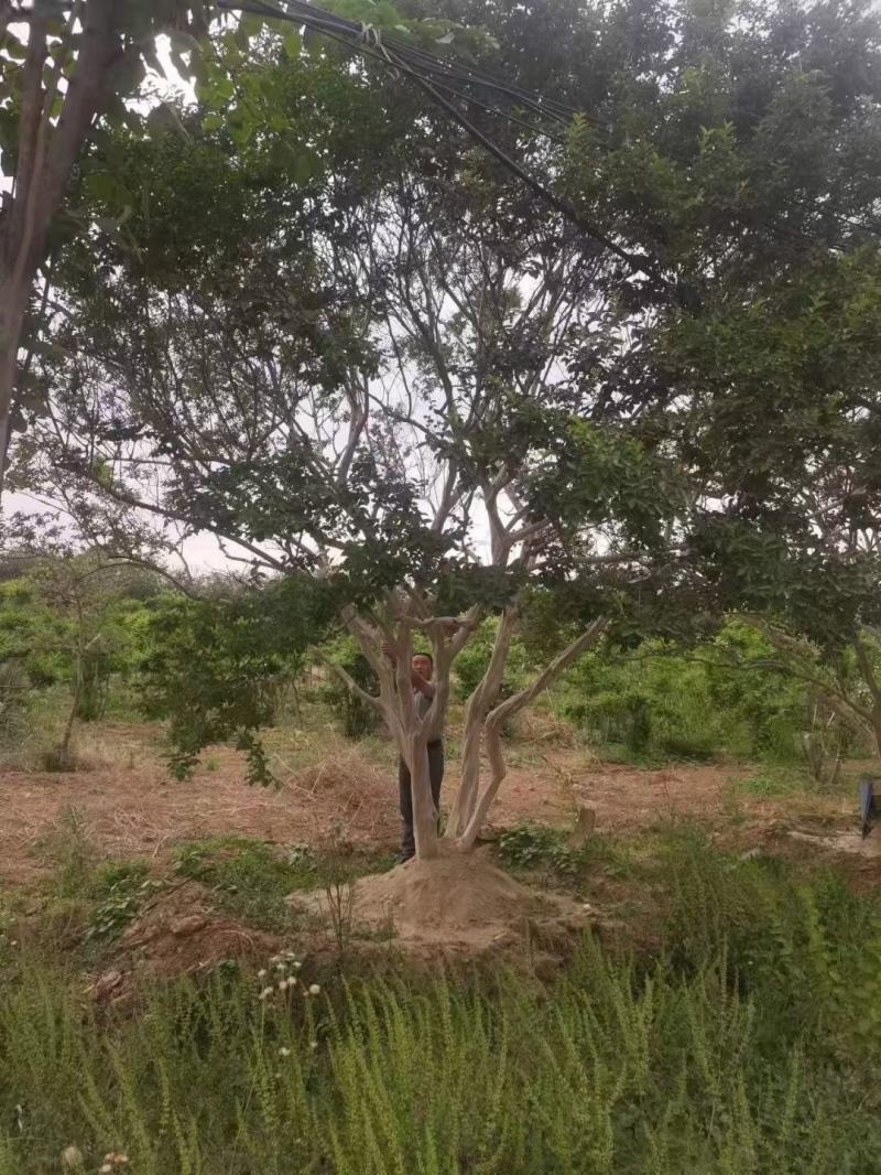 枣树盘龙枣果树5cm-25cm现号现挖基地量大需要咨询我