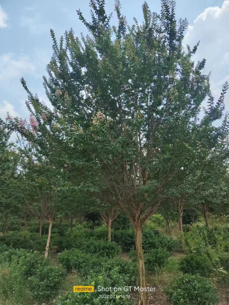 枣树盘龙枣果树5cm-25cm现号现挖基地量大需要咨询我