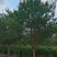 枣树盘龙枣果树5cm-25cm现号现挖基地量大需要咨询我