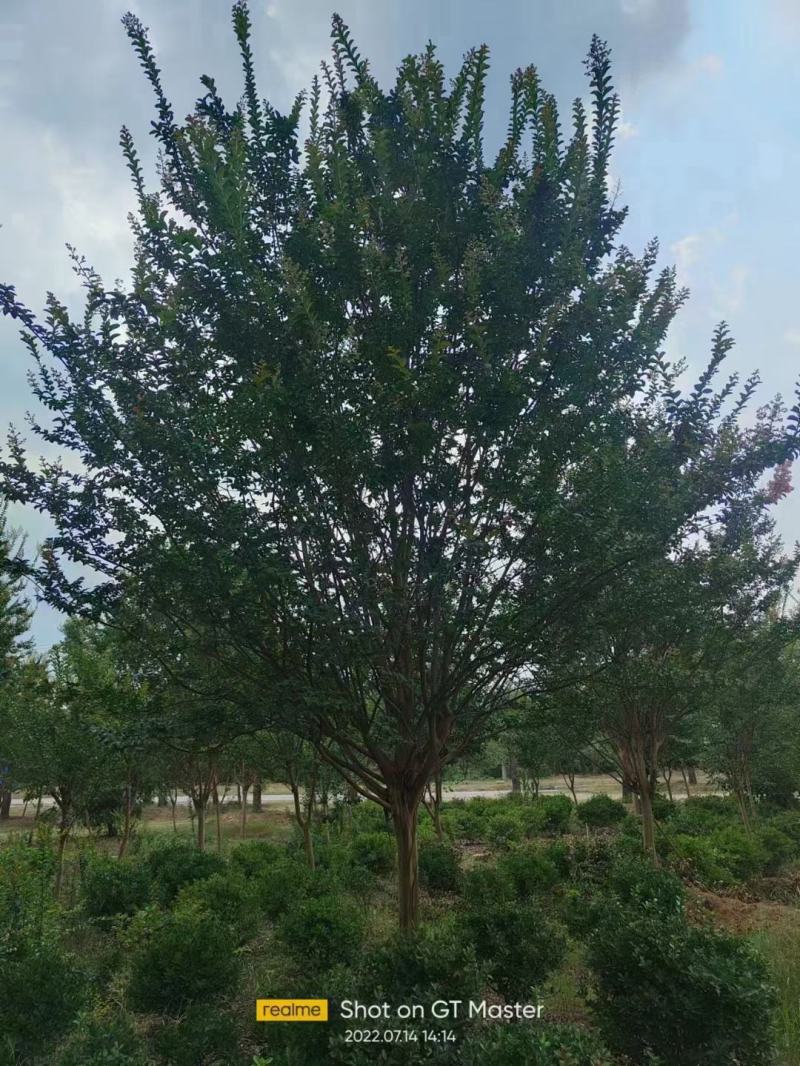 枣树盘龙枣果树5cm-25cm现号现挖基地量大需要咨询我