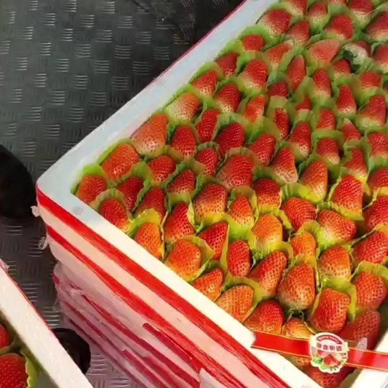 2023红颜草莓大量上市支持代发【一亩田推荐代办】