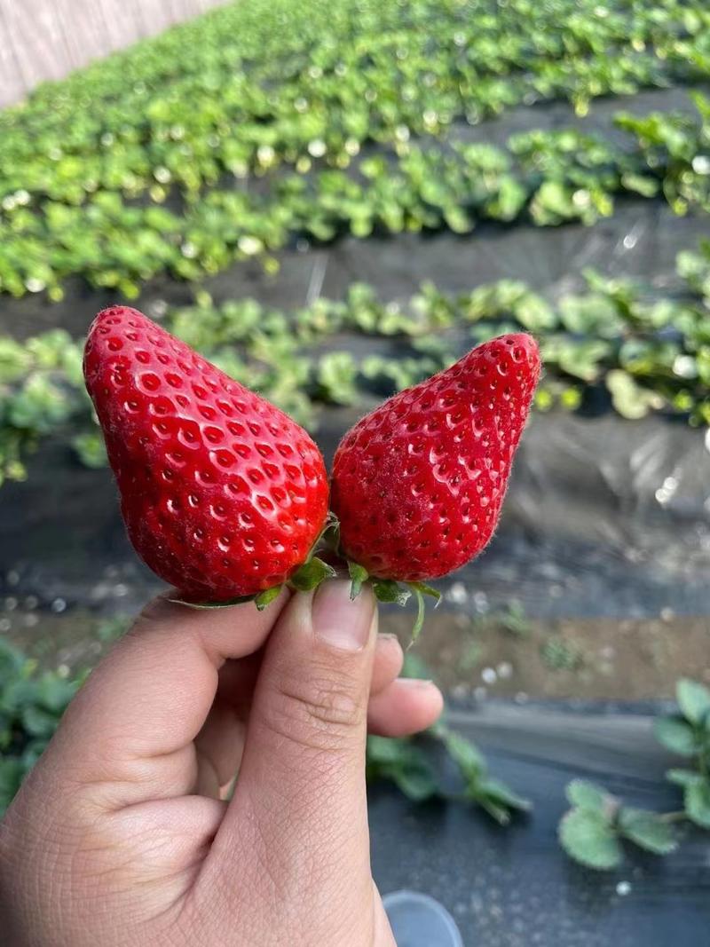 2023红颜草莓大量上市支持代发【一亩田推荐代办】