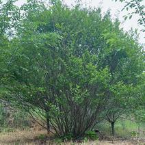 丛生鸡爪槭苗圃清地处理给价就卖1.5-4米高度