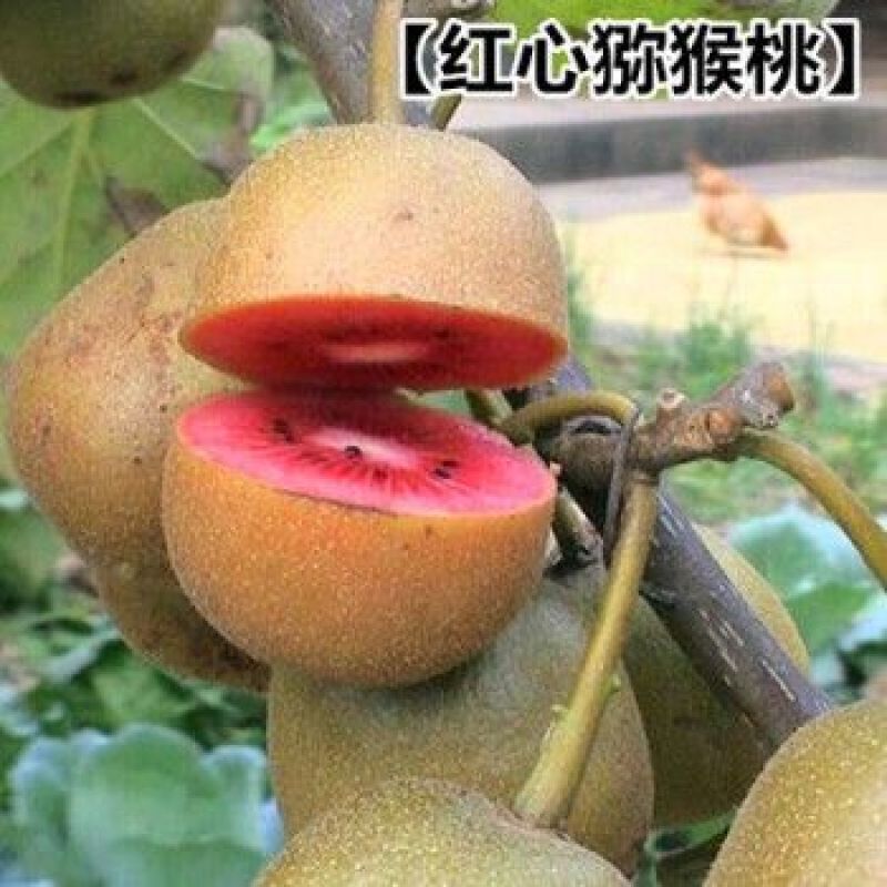红心猕猴桃嫁接苗红阳红华龙成2号翠香黄金果金艳