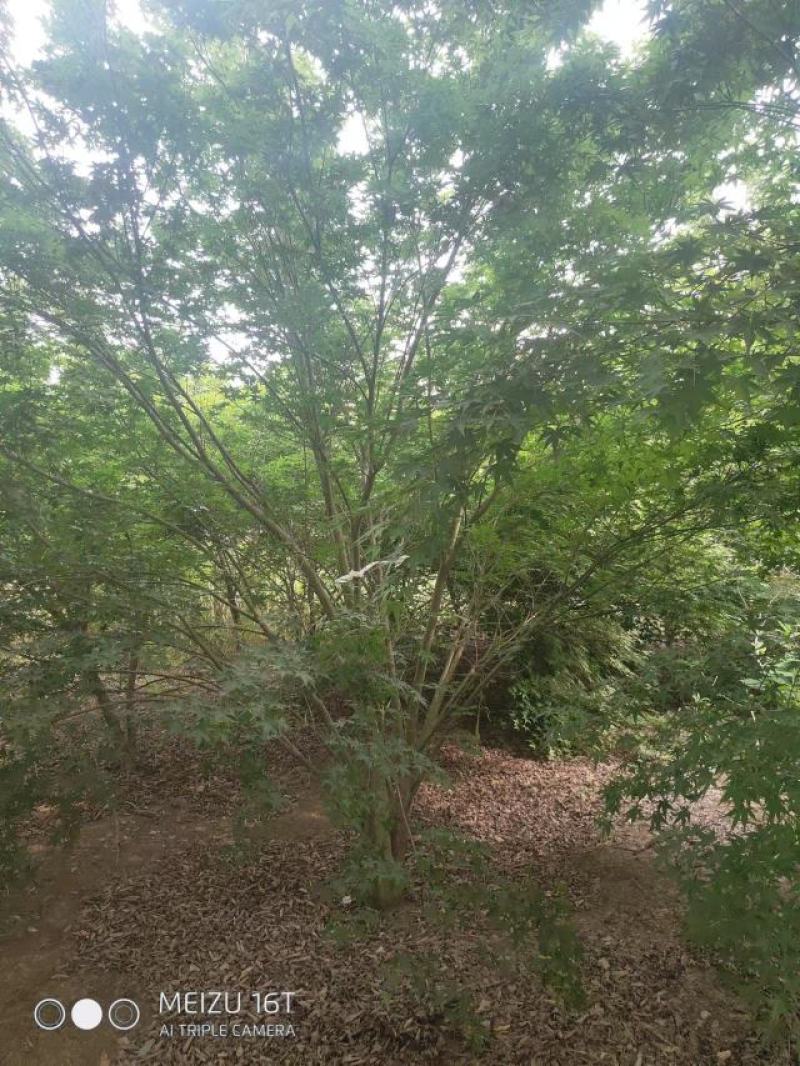 丛生鸡爪槭苗圃清地处理给价就卖1.5-4米高度