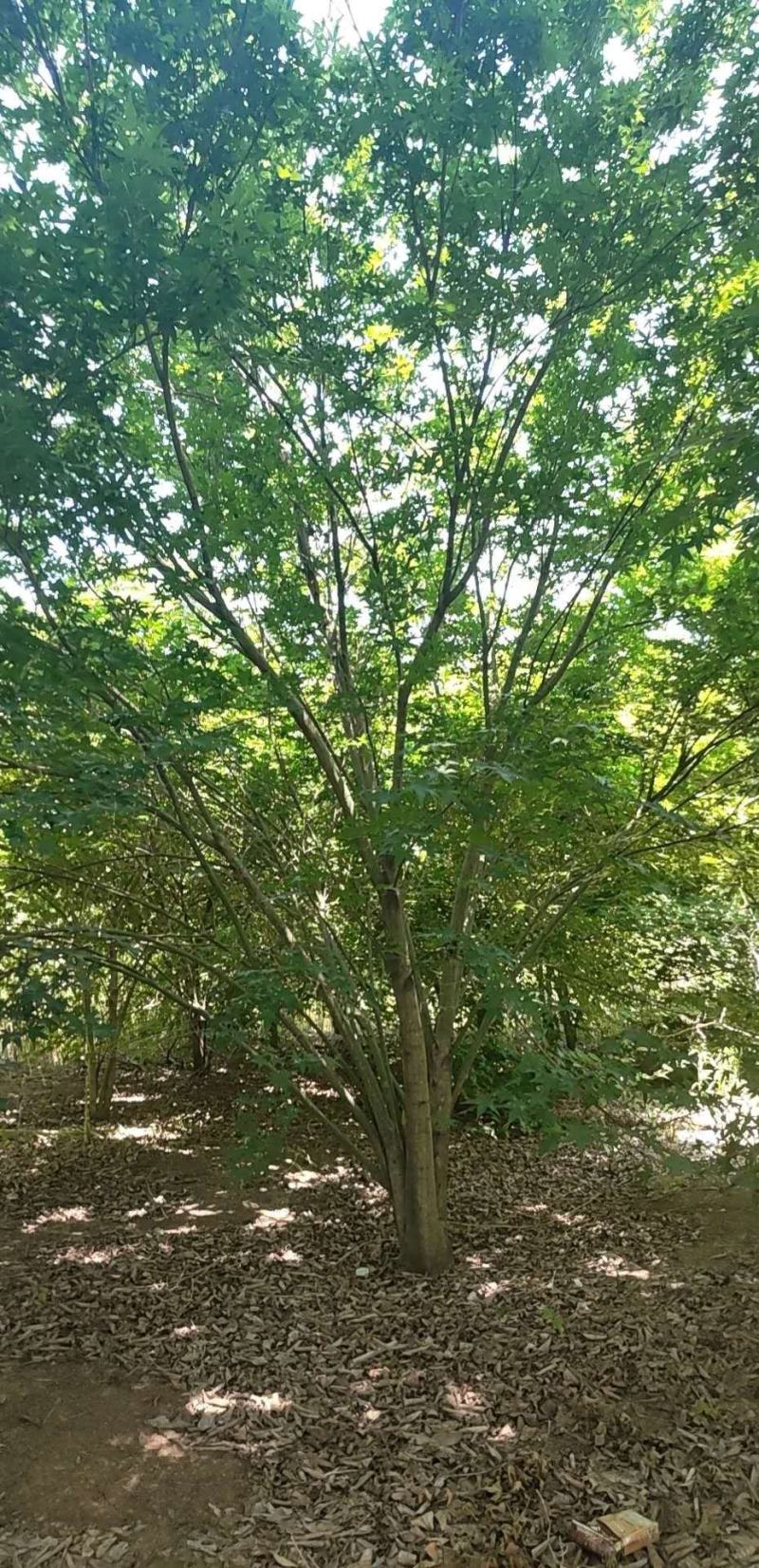 丛生鸡爪槭苗圃清地处理给价就卖1.5-4米高度