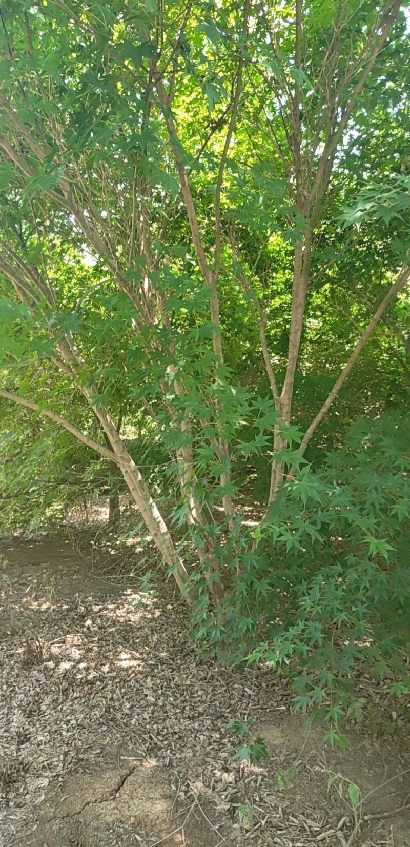 丛生鸡爪槭苗圃清地处理给价就卖1.5-4米高度