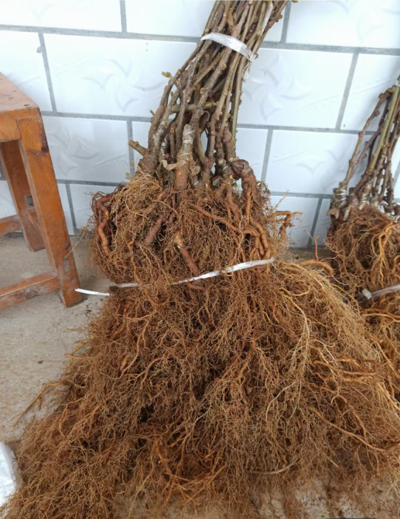 红心猕猴桃嫁接苗红阳红华龙成2号翠香黄金果金艳