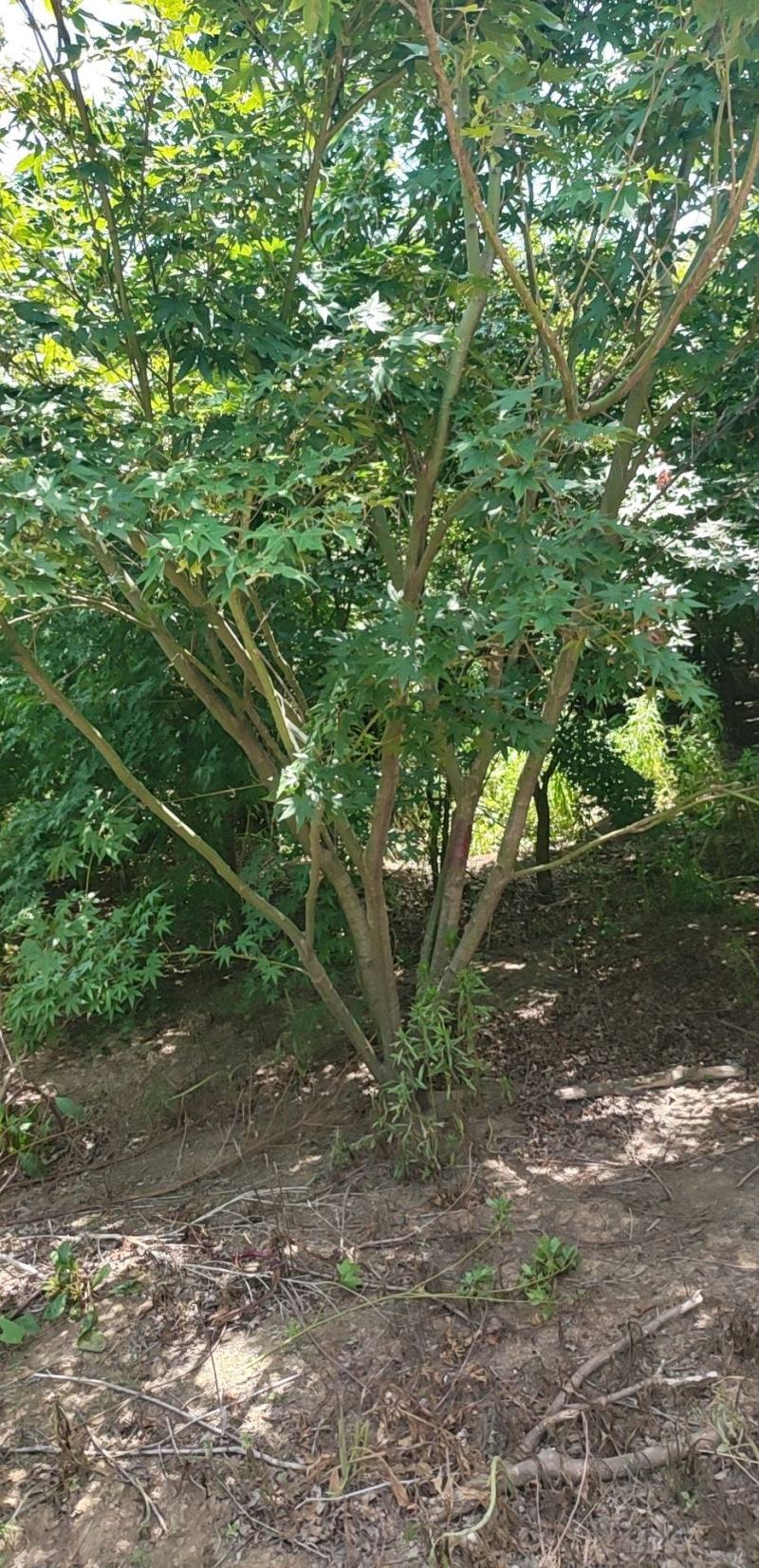 丛生鸡爪槭苗圃清地处理给价就卖1.5-4米高度