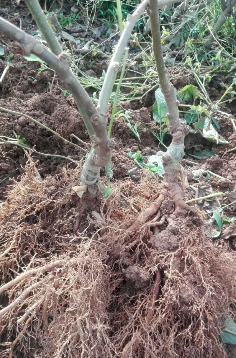 红心猕猴桃嫁接苗红阳红华龙成2号翠香黄金果金艳