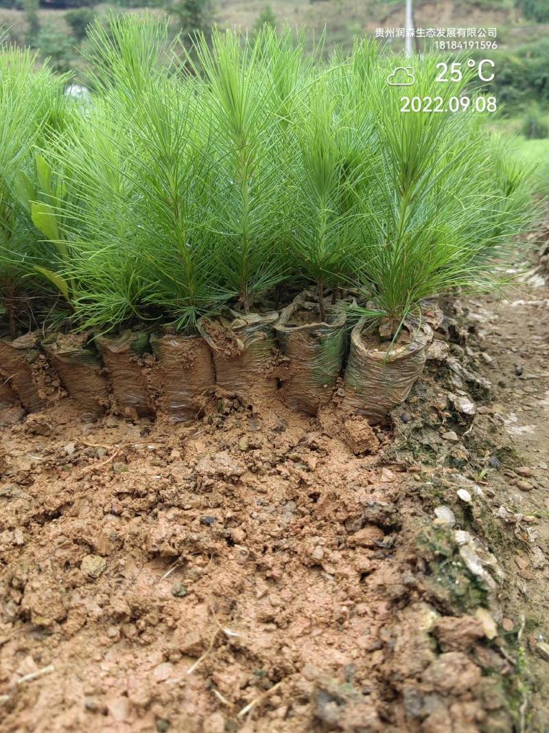 优质云南松、云南松苗、基地直发，质量保证，量大从优