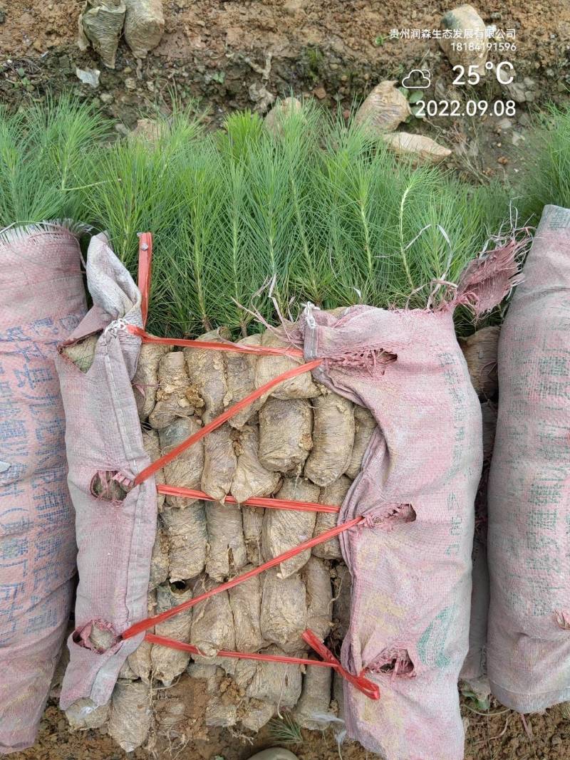 优质云南松、云南松苗、基地直发，质量保证，量大从优