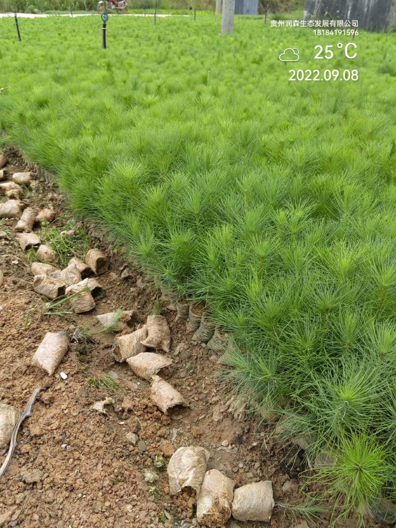 优质云南松、云南松苗、基地直发，质量保证，量大从优