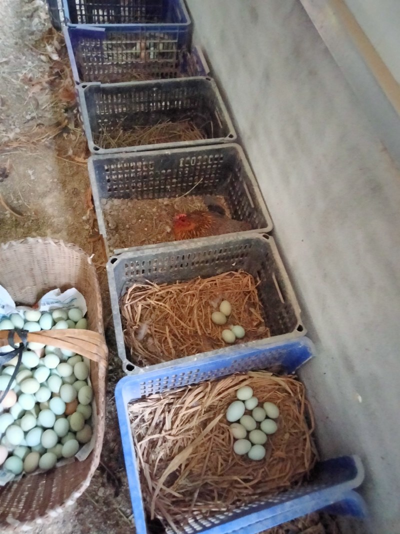 上塆冲生态养殖场散养绿壳土鸡蛋