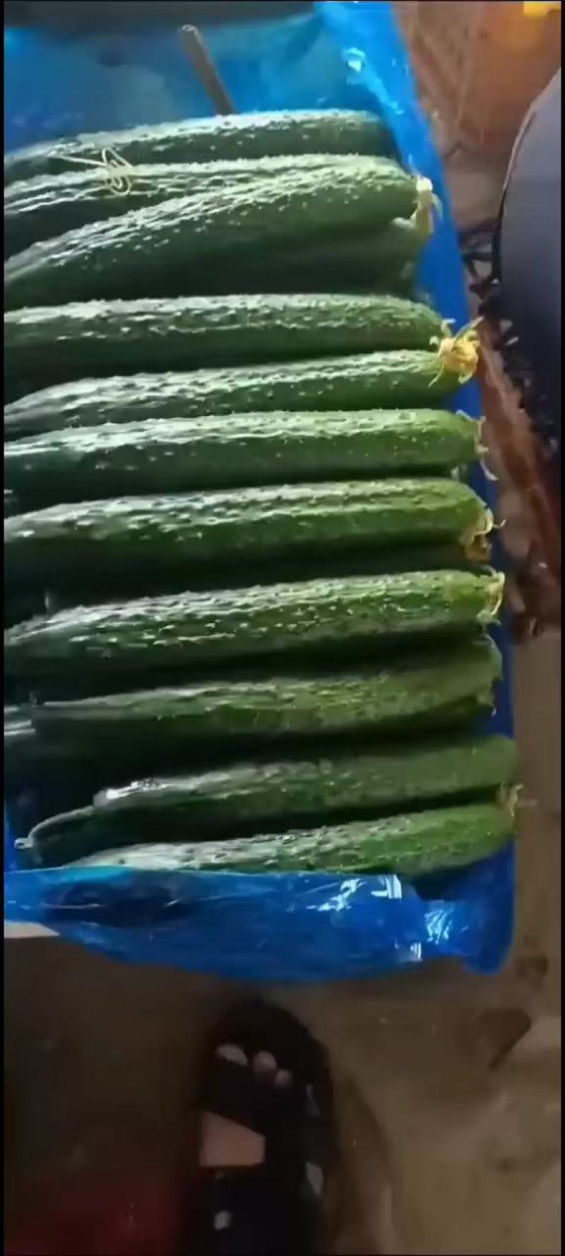 [标题]短靶密刺黄瓜，大量有货，山东莘县黄瓜产地。