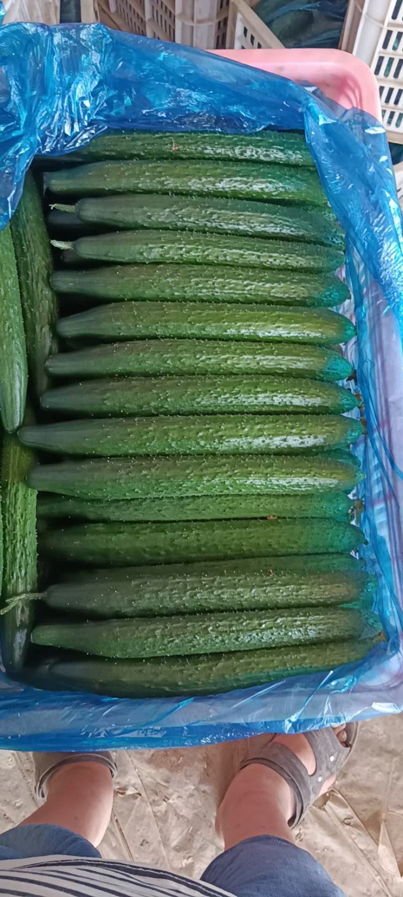 [标题]短靶密刺黄瓜，大量有货，山东莘县黄瓜产地。