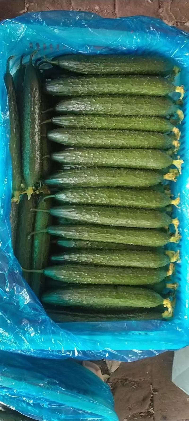 [标题]短靶密刺黄瓜，大量有货，山东莘县黄瓜产地。