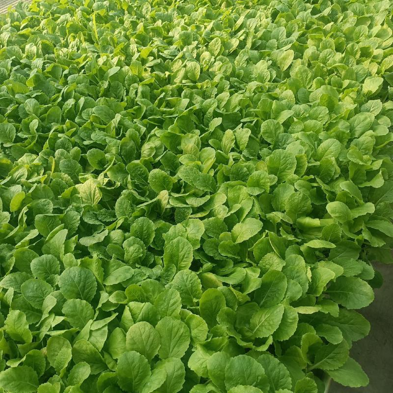 【推荐】精品白菜苗，厂家直供，基质育苗，无病虫害，现苗直发