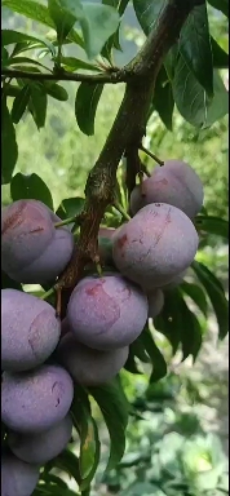 高山红脆李