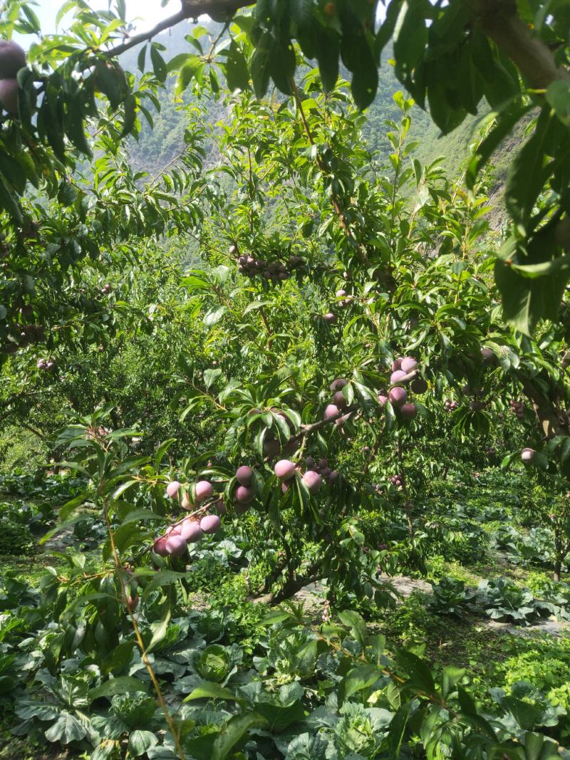 高山红脆李