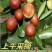 乐陵金丝小枣欢迎前来选购