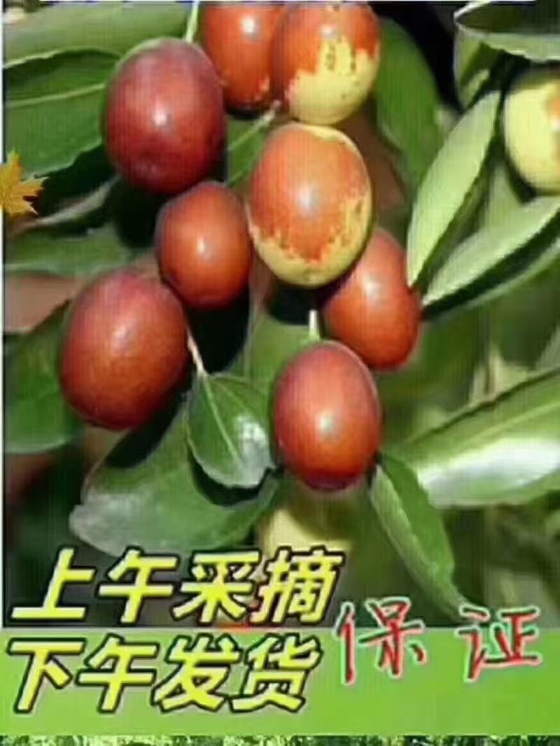 乐陵金丝小枣欢迎前来选购